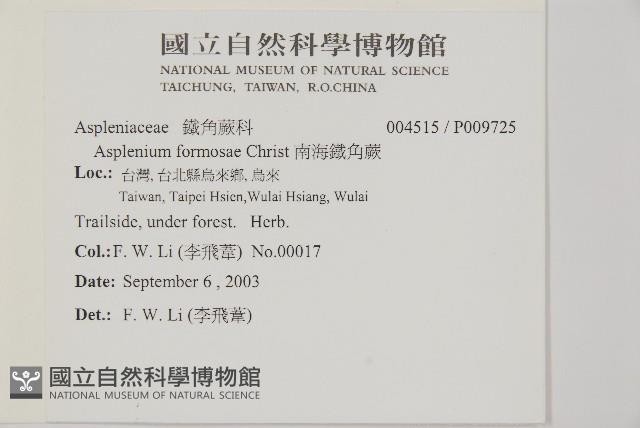 南海鐵角蕨藏品圖，第2張