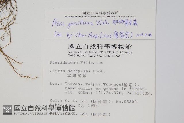 翅柄鳳尾蕨藏品圖，第2張