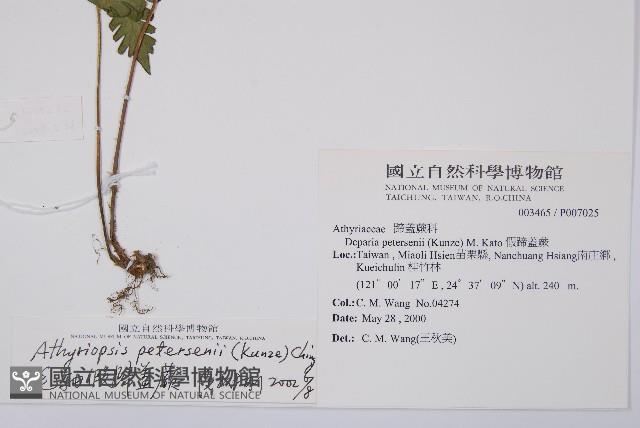 毛軸假蹄蓋蕨藏品圖，第1張