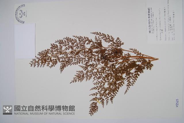 Accession Number:P002525 Collection Image, Figure 1, Total 2 Figures