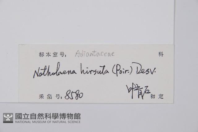 隱囊蕨藏品圖，第2張