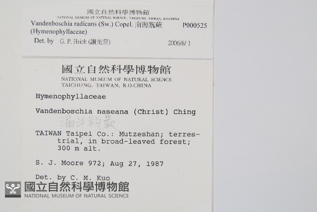 南海瓶蕨藏品圖，第2張