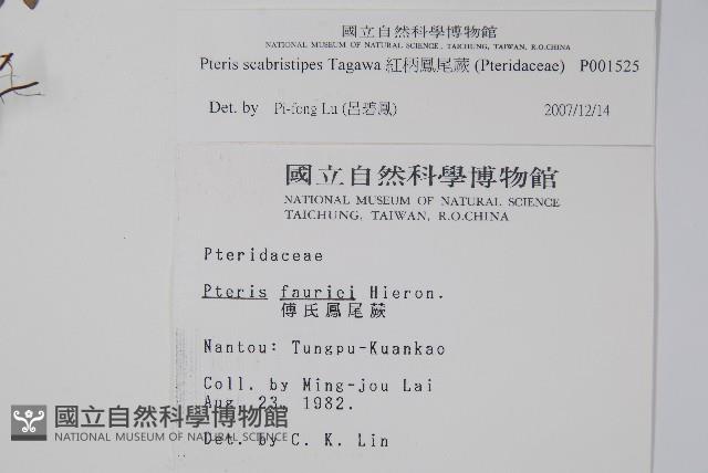 紅柄鳳尾蕨藏品圖，第2張