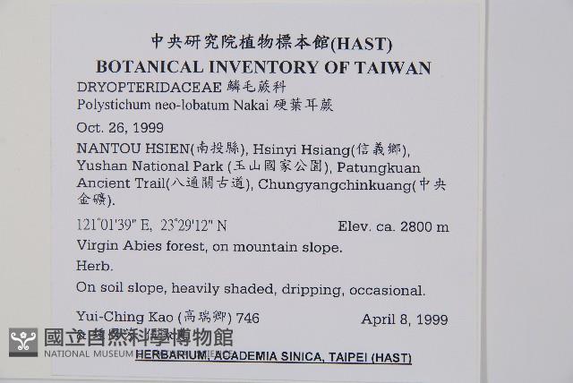 硬葉耳蕨藏品圖，第2張