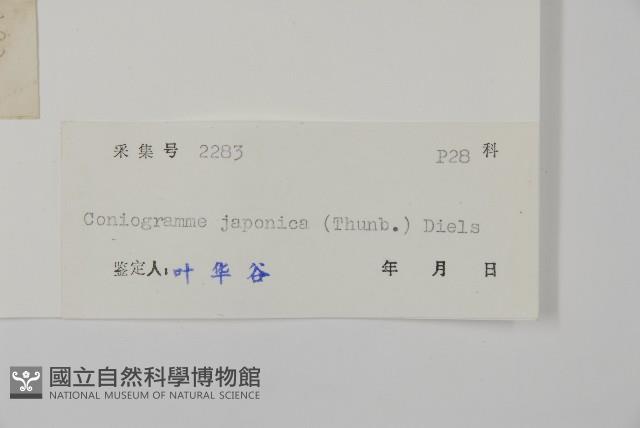 日本鳳丫蕨藏品圖，第2張