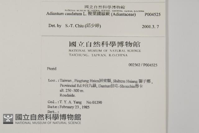 鞭葉鐵線蕨藏品圖，第2張