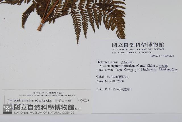 粗毛金星蕨藏品圖，第2張