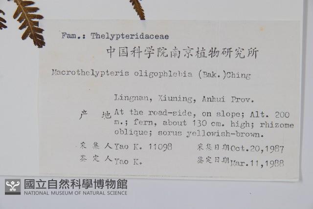 針毛蕨藏品圖，第2張