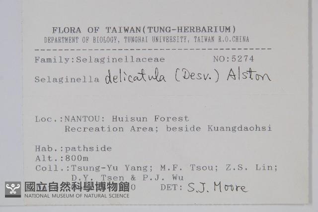 全緣卷柏藏品圖，第2張