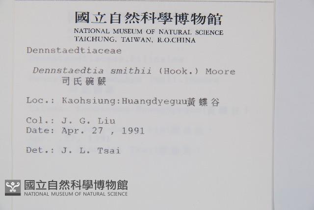 司氏碗蕨藏品圖，第2張