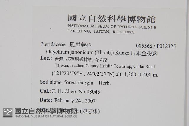 日本金粉蕨藏品圖，第2張