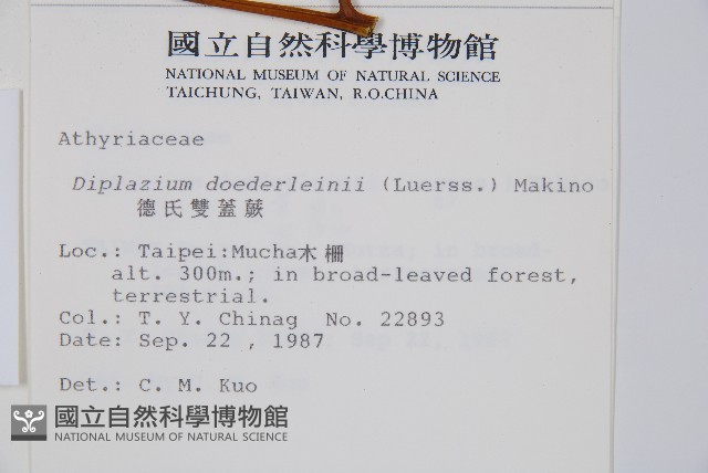 德氏雙蓋蕨藏品圖，第2張