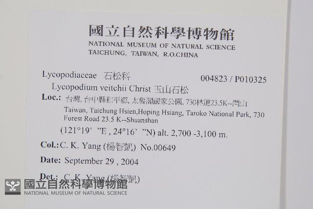 玉山石松藏品圖，第2張