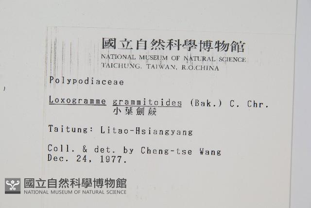 小葉劍蕨藏品圖，第2張