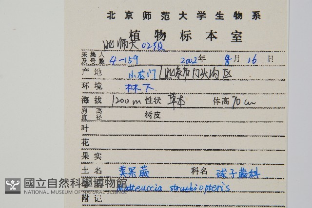 莢果蕨藏品圖，第2張