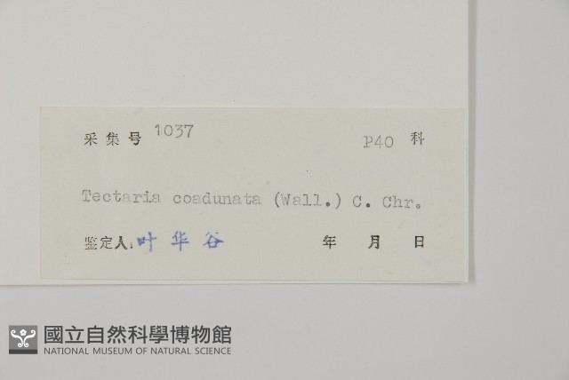 陰地三叉蕨藏品圖，第2張