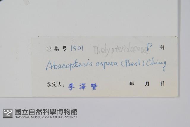 新月蕨藏品圖，第2張