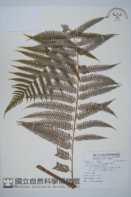 臺灣金狗毛蕨藏品圖，第1張