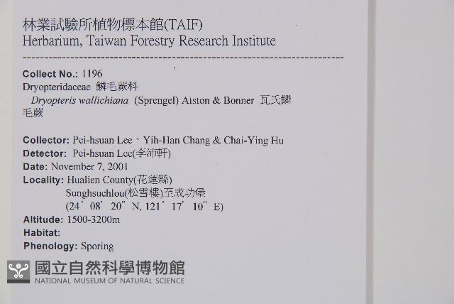 瓦氏鱗毛蕨藏品圖，第2張