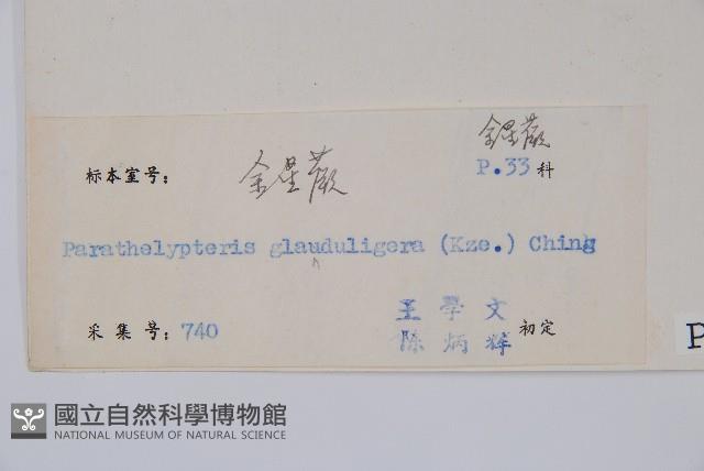 密腺副金星蕨藏品圖，第2張