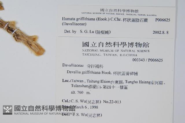 杯狀蓋陰石蕨藏品圖，第2張