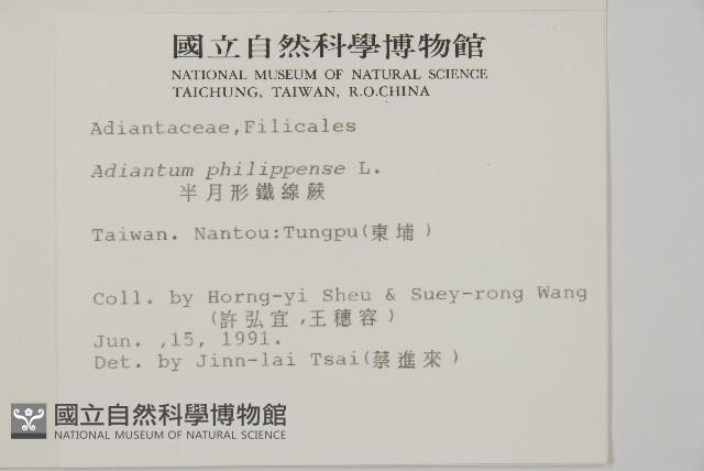 Philippine maidenhair Collection Image, Figure 2, Total 4 Figures