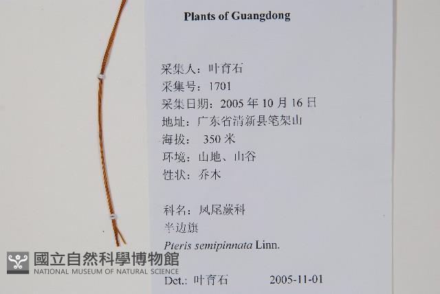 半邊羽裂鳳尾蕨藏品圖，第2張