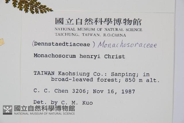 稀子蕨藏品圖，第2張