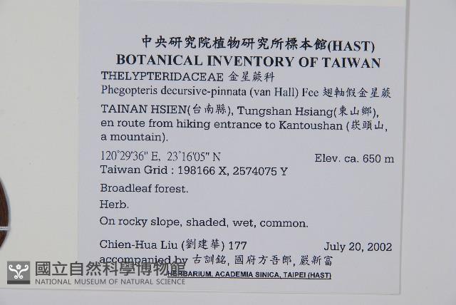 翅軸假金星蕨、短柄卵果蕨藏品圖，第2張