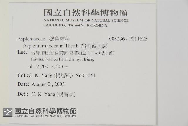 縮羽鐵角蕨藏品圖，第2張