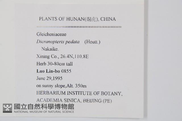 芒萁藏品圖，第2張