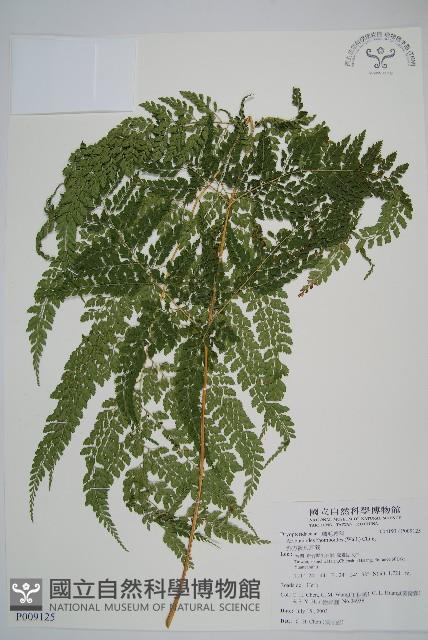 臺灣兩面複葉耳蕨藏品圖，第1張