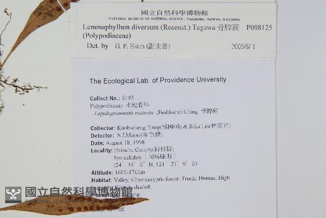 骨牌蕨藏品圖，第2張