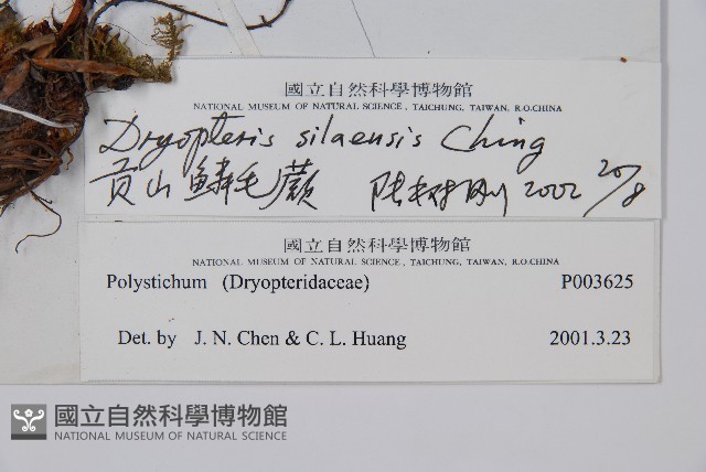 貢山鱗毛蕨藏品圖，第2張