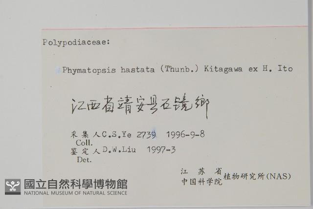 金雞腳藏品圖，第2張