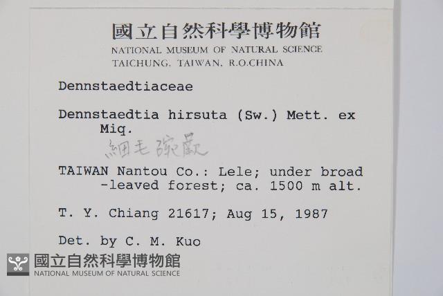 細毛碗蕨藏品圖，第2張