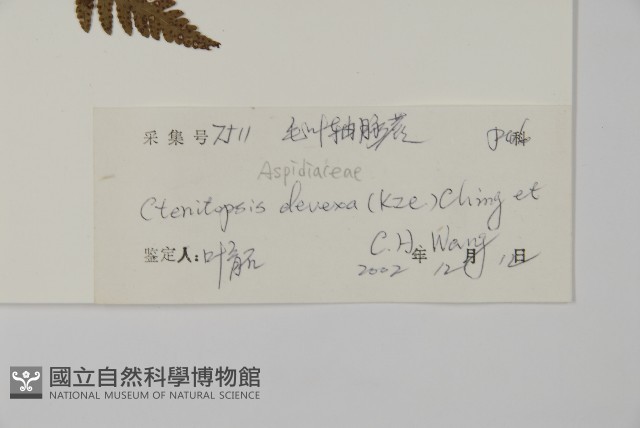 毛葉軸脈蕨藏品圖，第2張