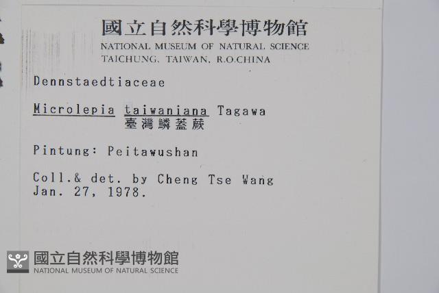 臺灣鱗蓋蕨藏品圖，第2張