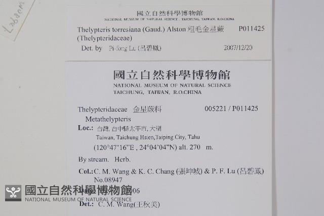 粗毛金星蕨藏品圖，第2張