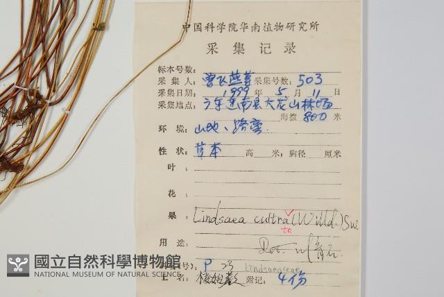 網脈鱗始蕨藏品圖，第2張