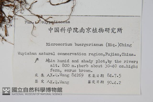 波氏星蕨藏品圖，第2張