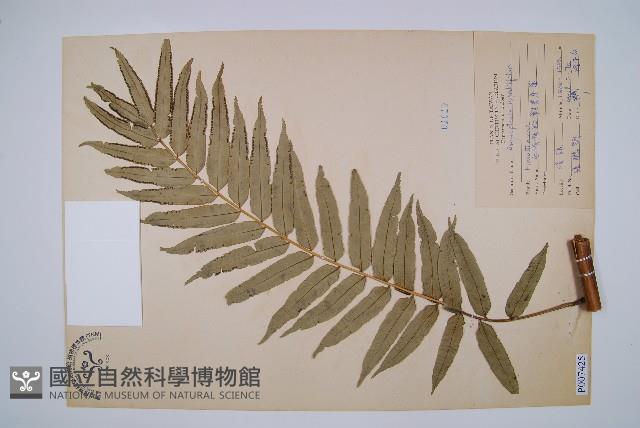 Vessel fern Collection Image, Figure 1, Total 2 Figures