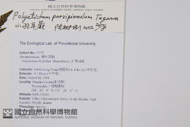 尖葉耳蕨藏品圖，第2張