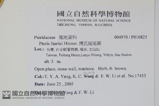 傅氏鳳尾蕨藏品圖，第2張