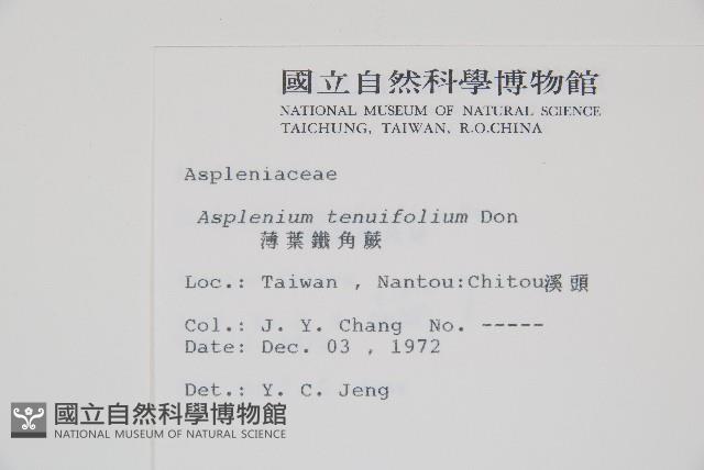 薄葉鐵角蕨藏品圖，第2張