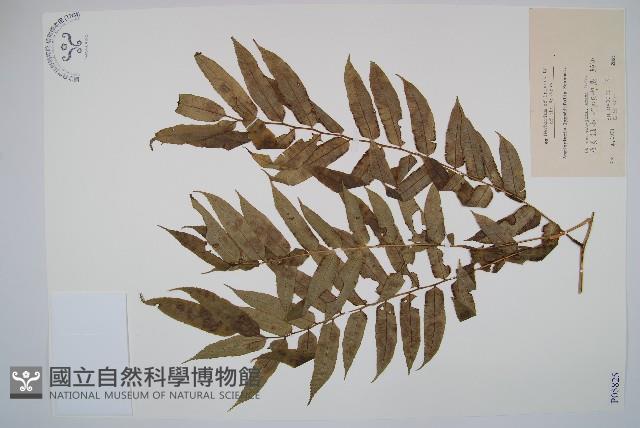 觀音座蓮藏品圖，第1張