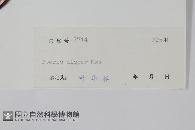 天草鳳尾蕨藏品圖，第2張