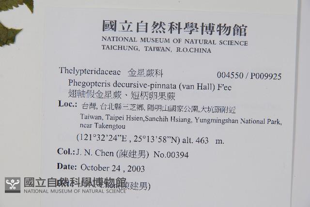 翅軸假金星蕨、短柄卵果蕨藏品圖，第2張