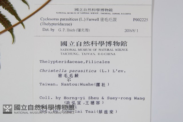 密毛毛蕨藏品圖，第2張