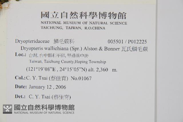 瓦氏鱗毛蕨藏品圖，第2張